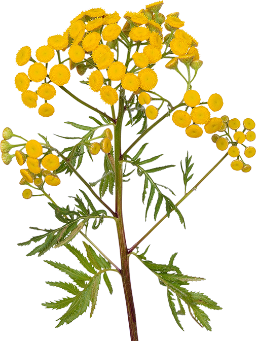 意大利******花 HELICHRYSUM ITALICUM